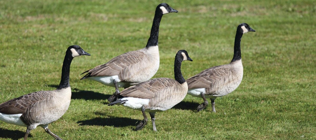 Images Western Pest Services