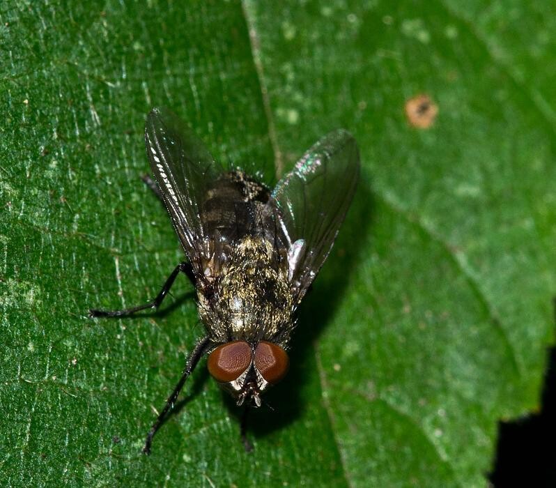 Images Western Pest Services