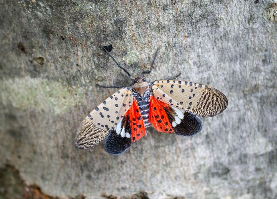 Images Western Pest Services