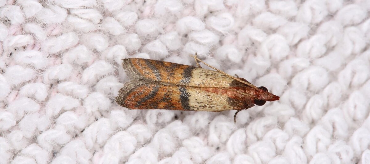 Images Western Pest Services