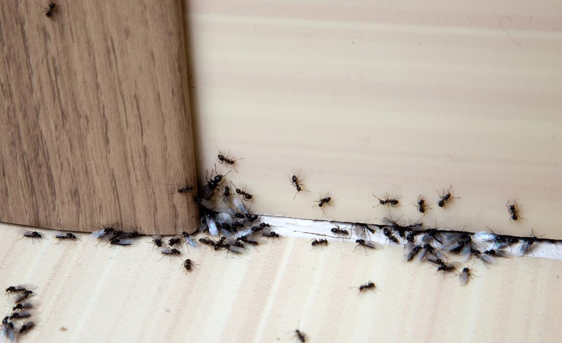 Images Western Pest Services