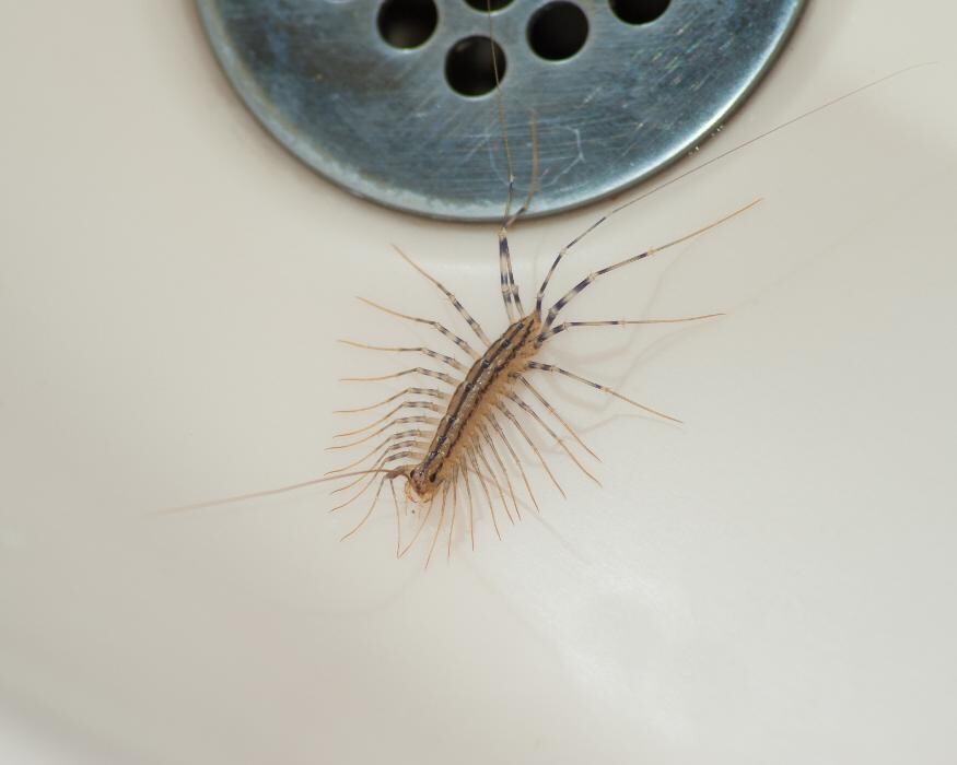 Images Western Pest Services