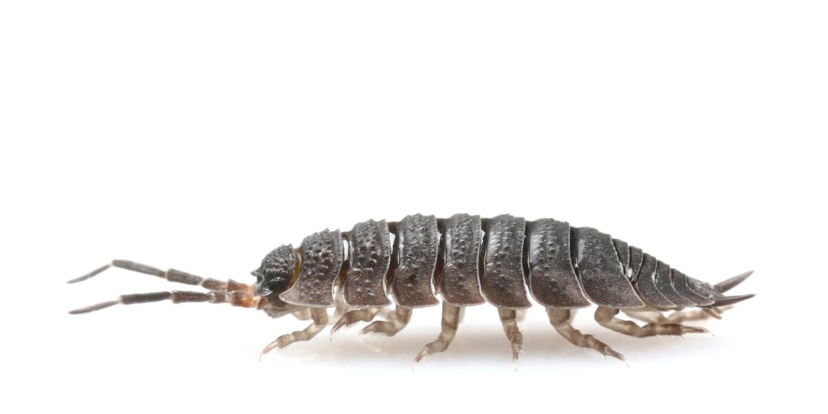 Images Western Pest Services