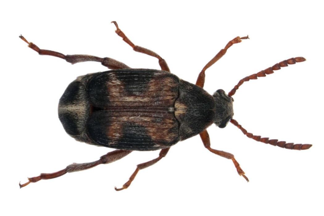 Images Western Pest Services