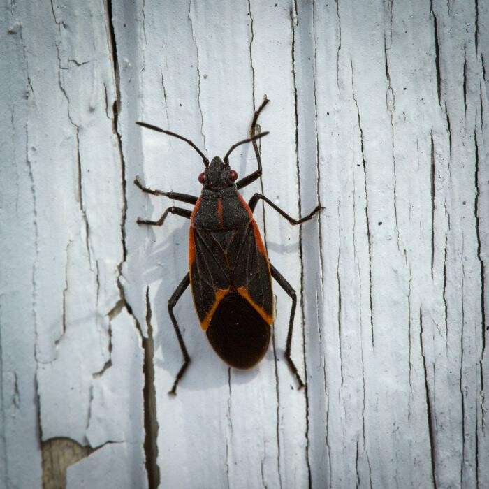 Images Western Pest Services