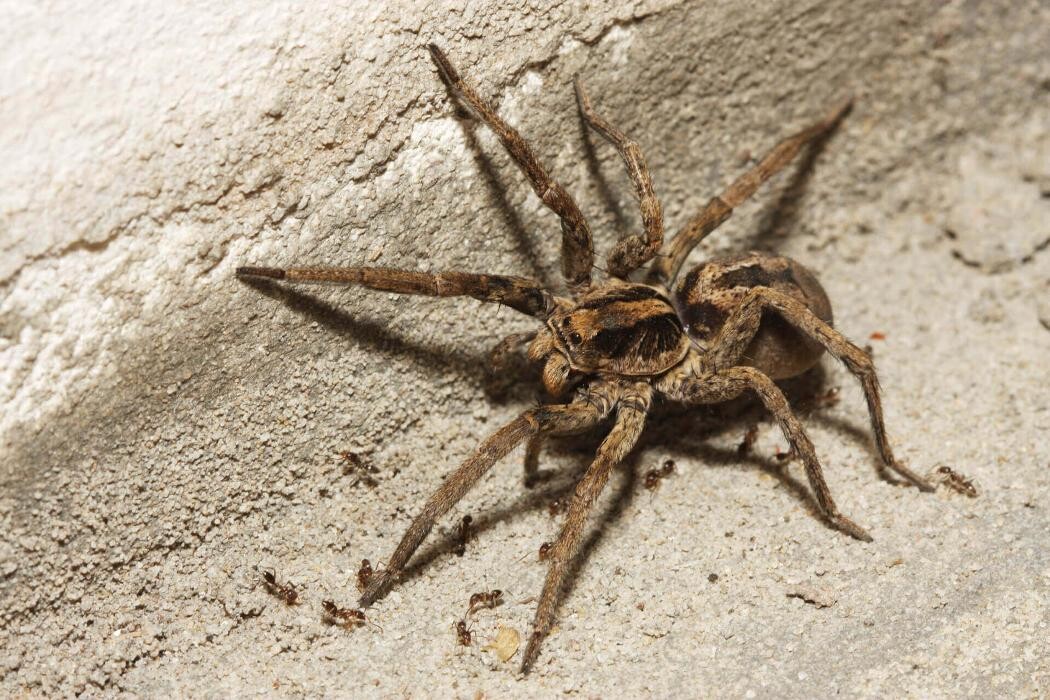 Images Western Pest Services