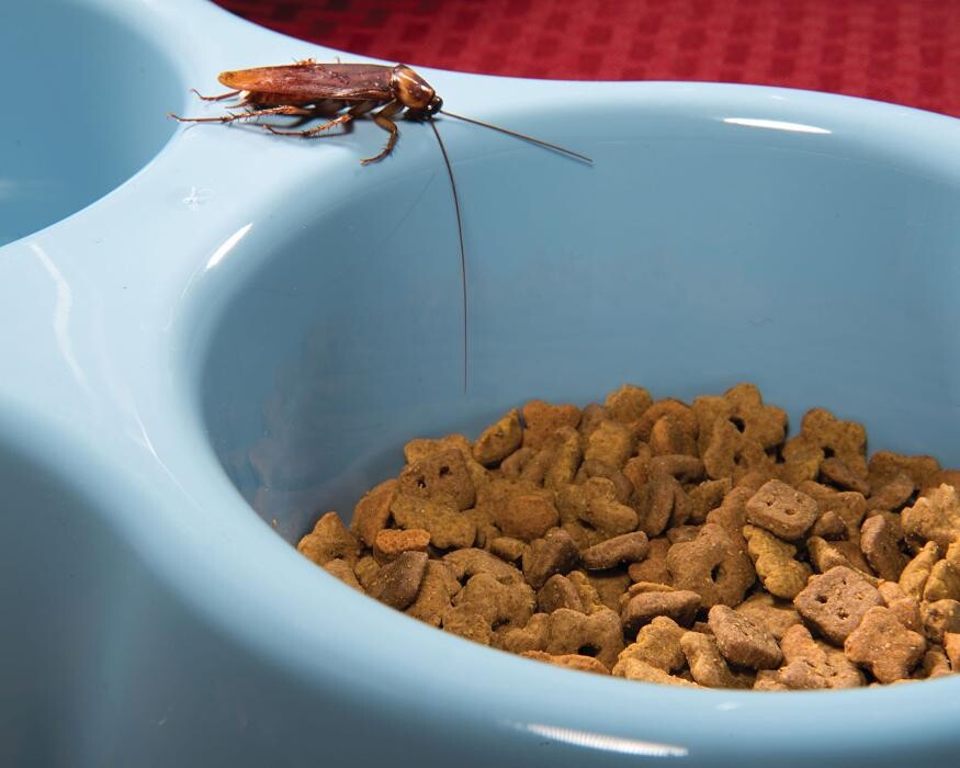 Images Western Pest Services