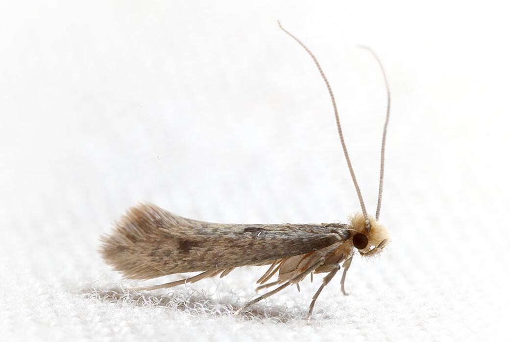 Images Western Pest Services