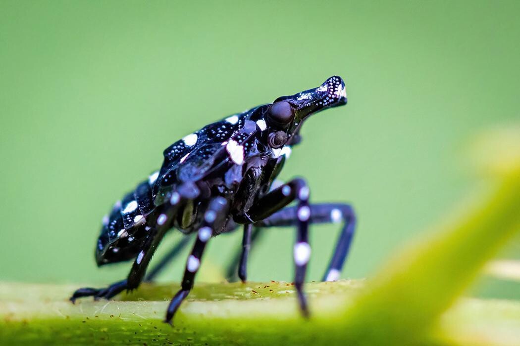 Images Western Pest Services