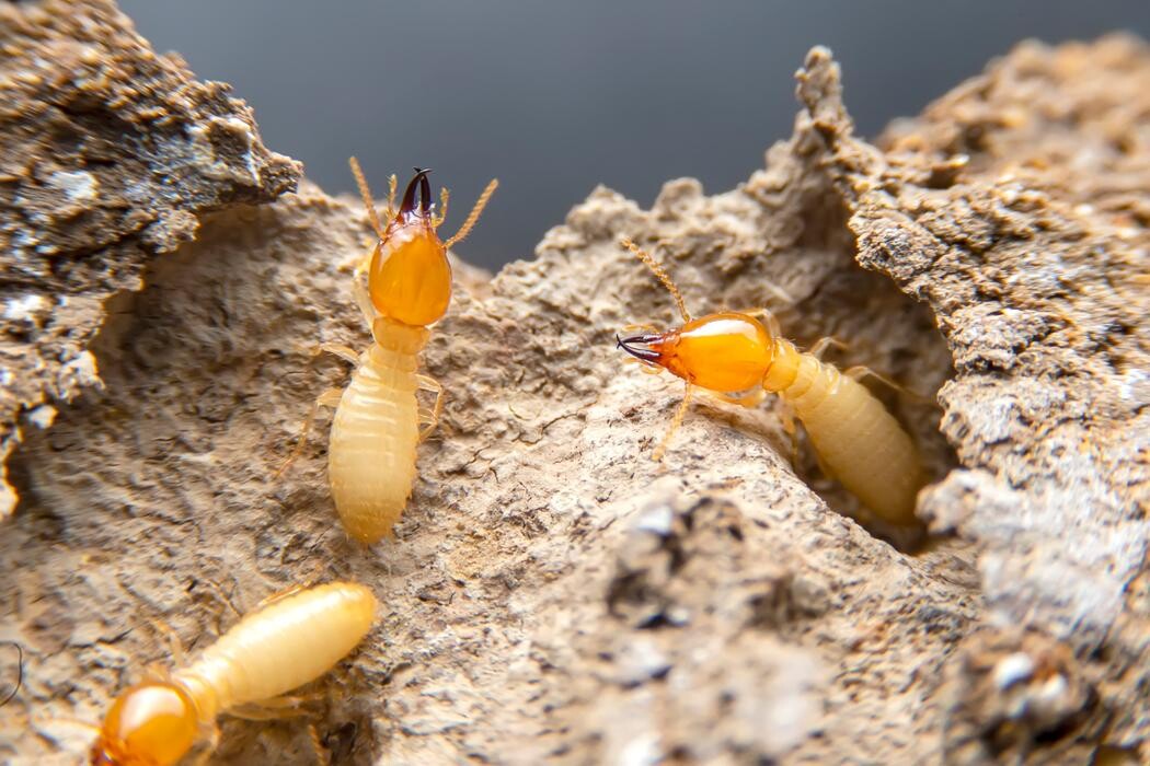 Images Western Pest Services