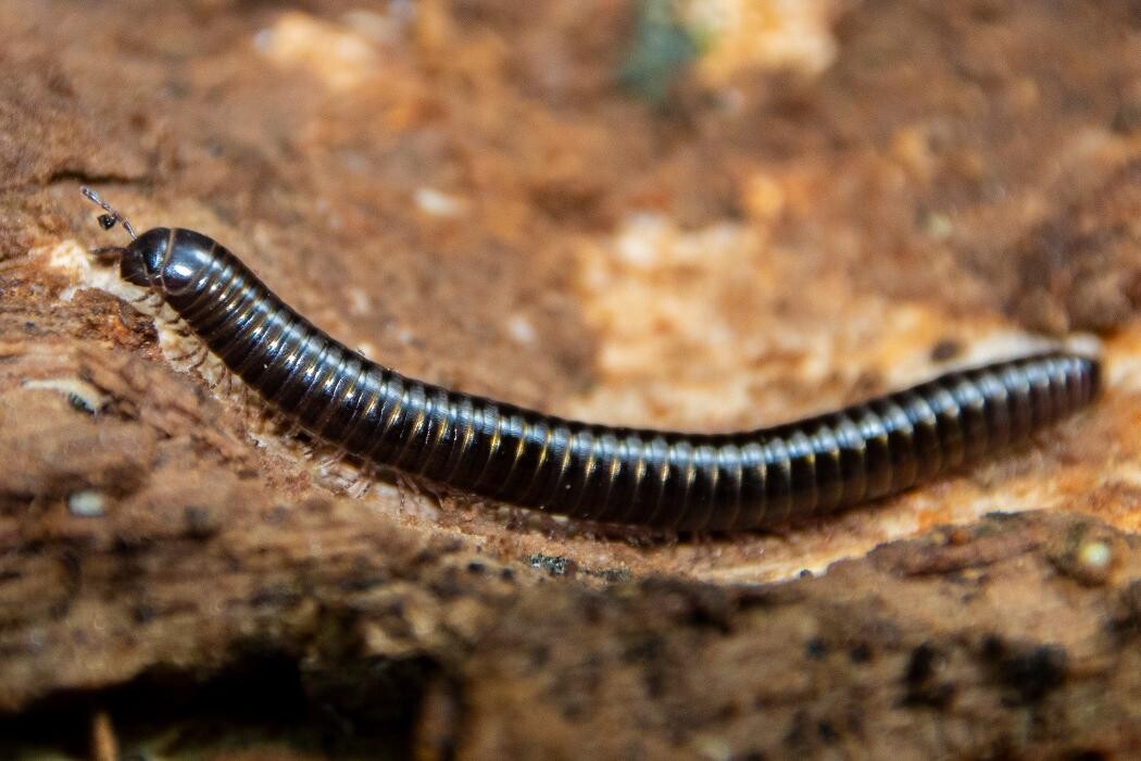 Images Western Pest Services