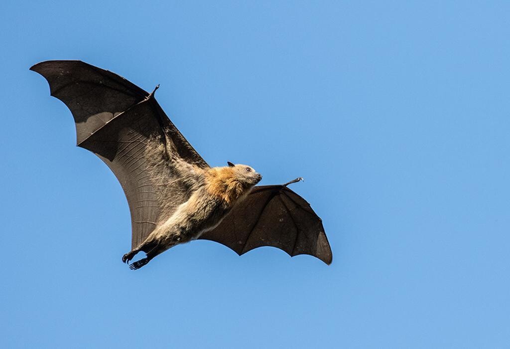 Images Western Pest Services
