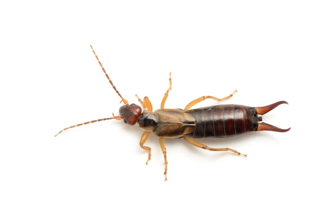 Images Western Pest Services