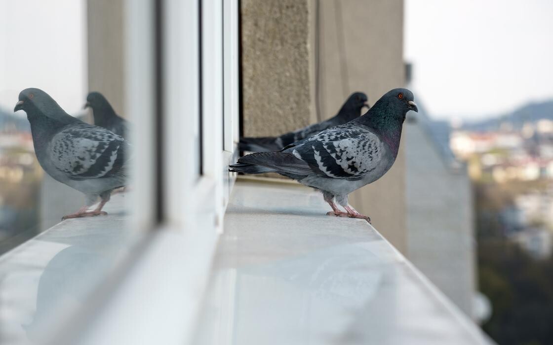 Images Western Pest Services