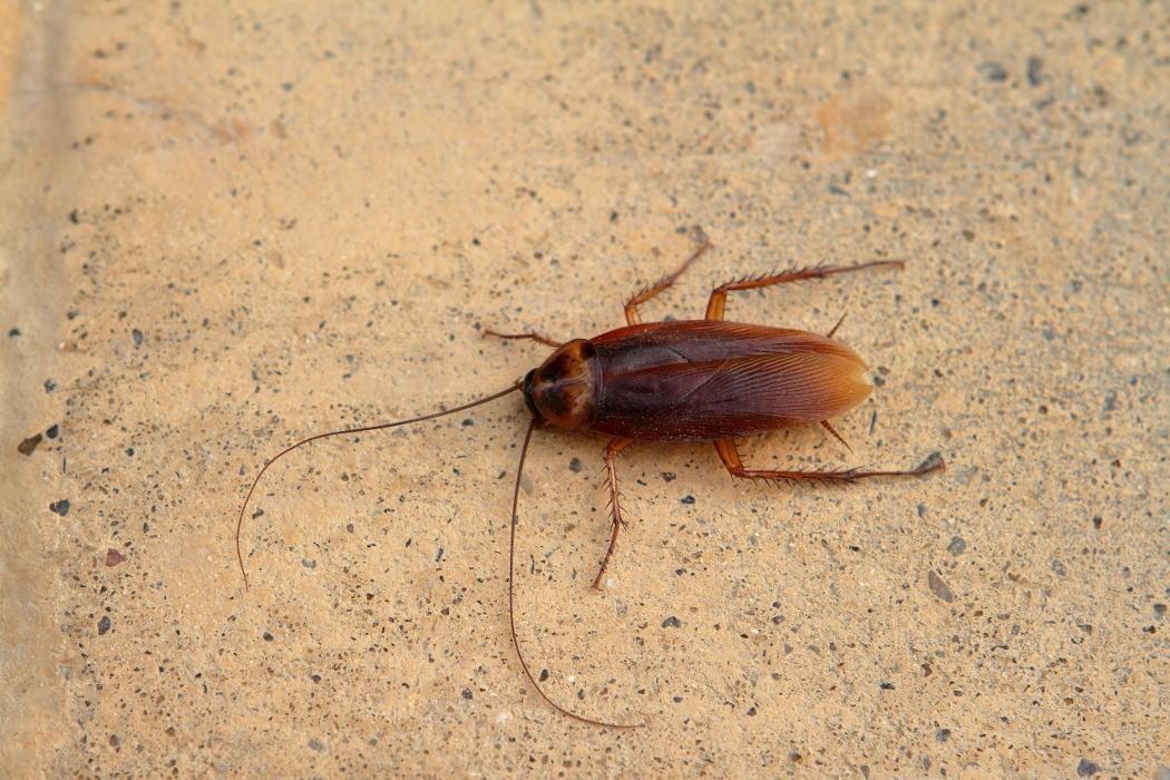 Images Western Pest Services