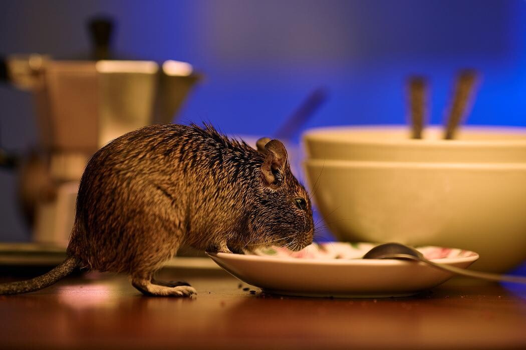 Images Western Pest Services