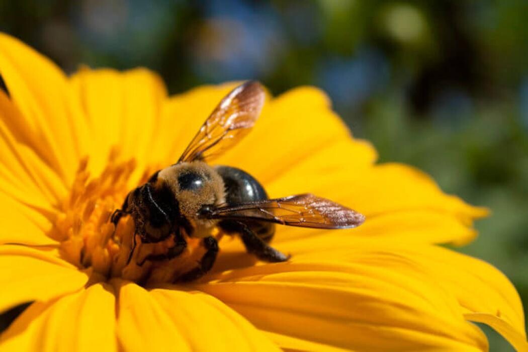 Images Western Pest Services