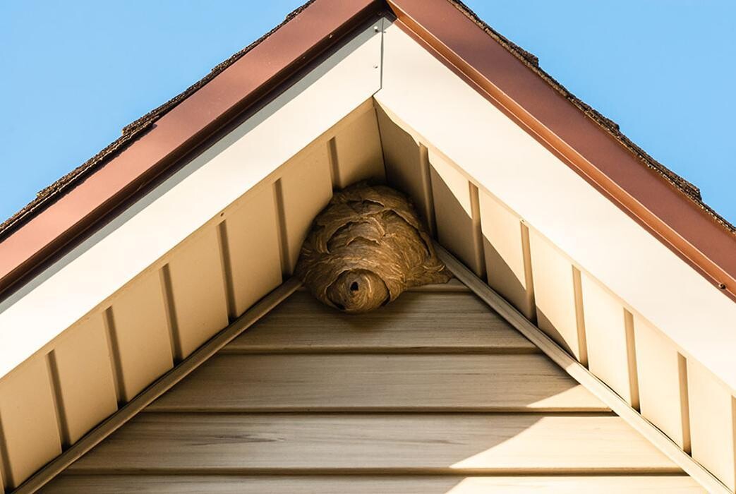 Images Western Pest Services
