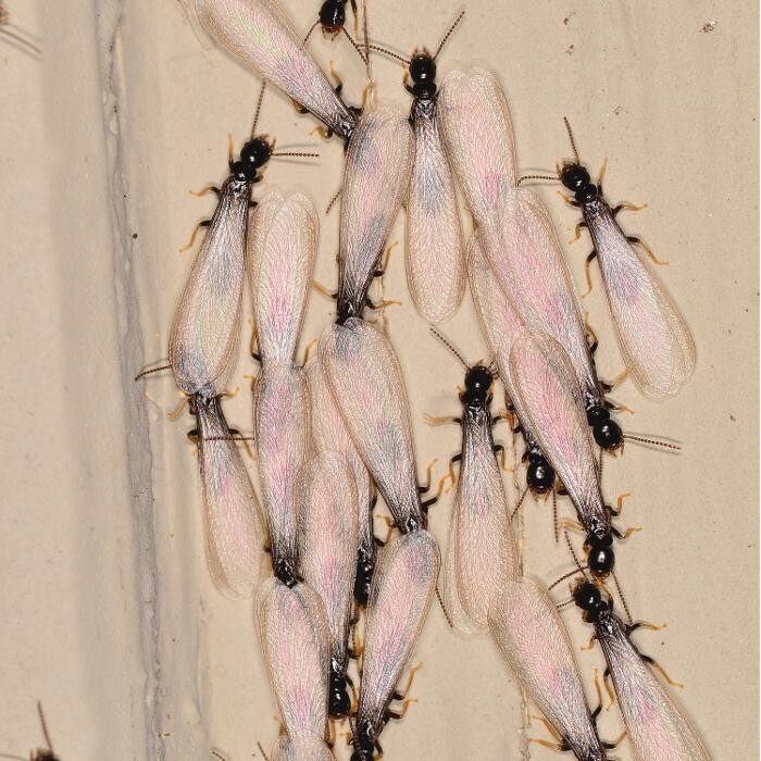 Images Western Pest Services