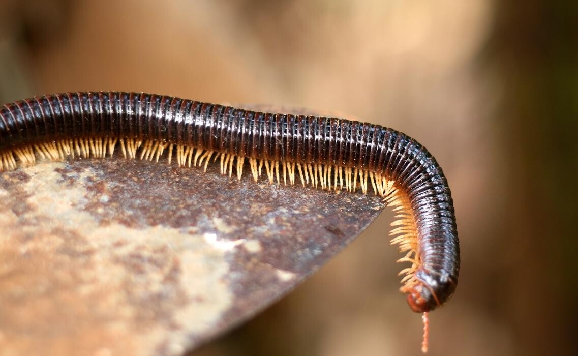 Images Western Pest Services