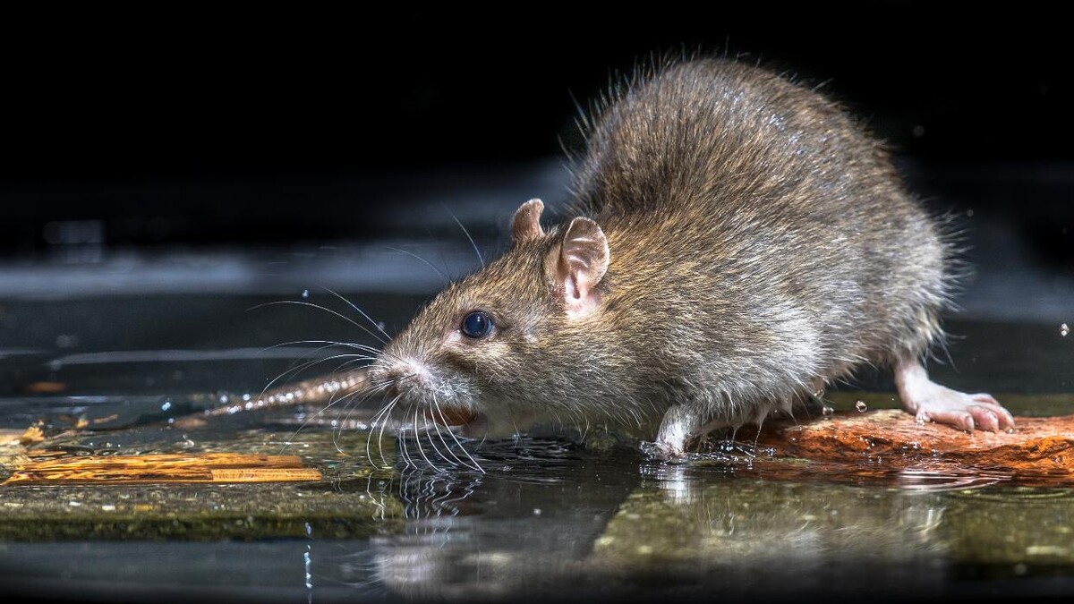 Images Western Pest Services