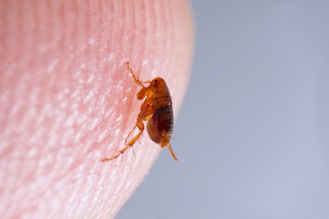 Images Western Pest Services