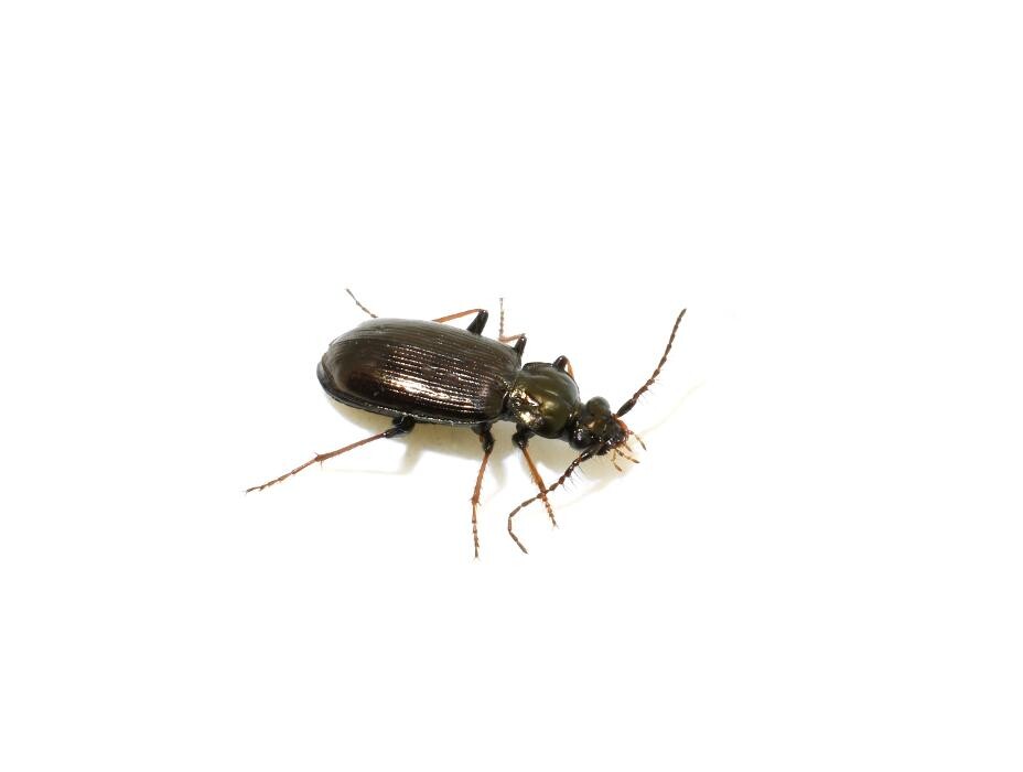 Images Western Pest Services
