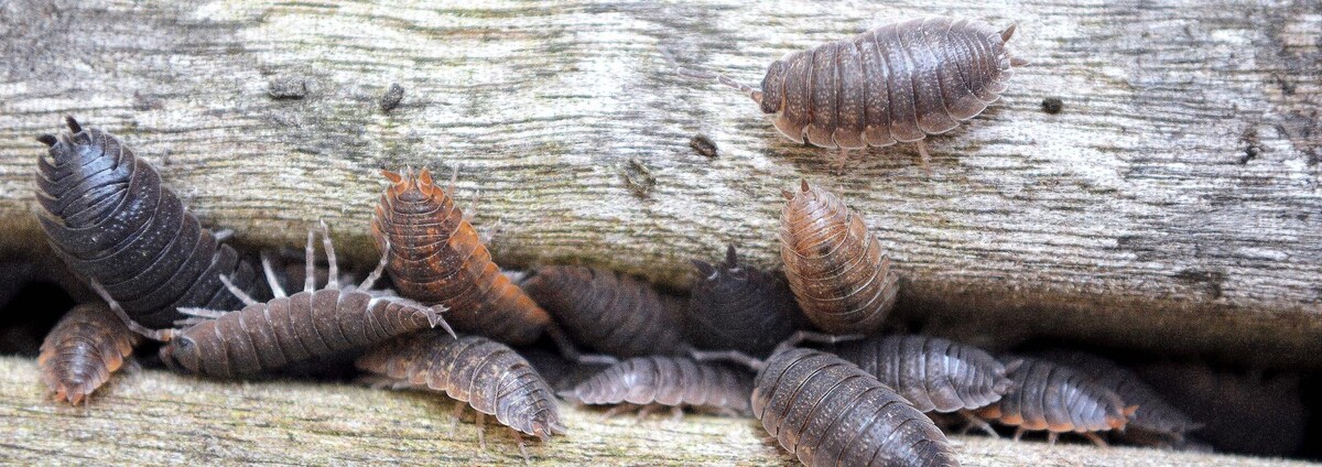 Images Western Pest Services
