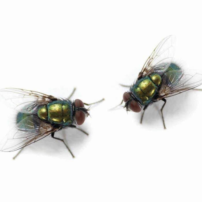 Images Western Pest Services