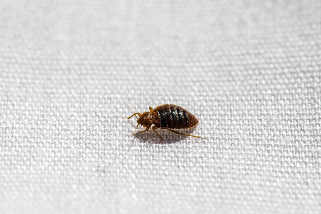 Images Western Pest Services