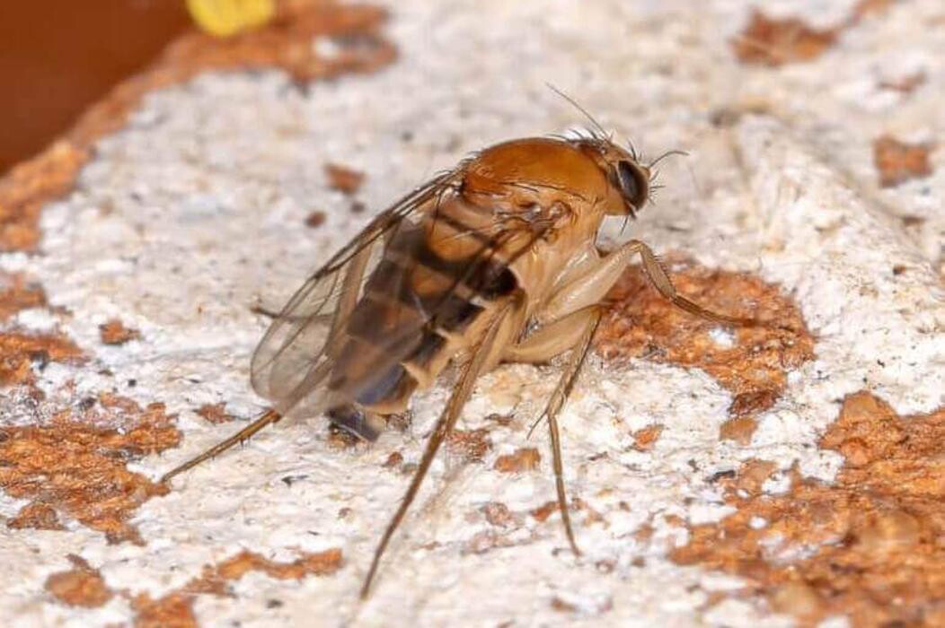 Images Western Pest Services