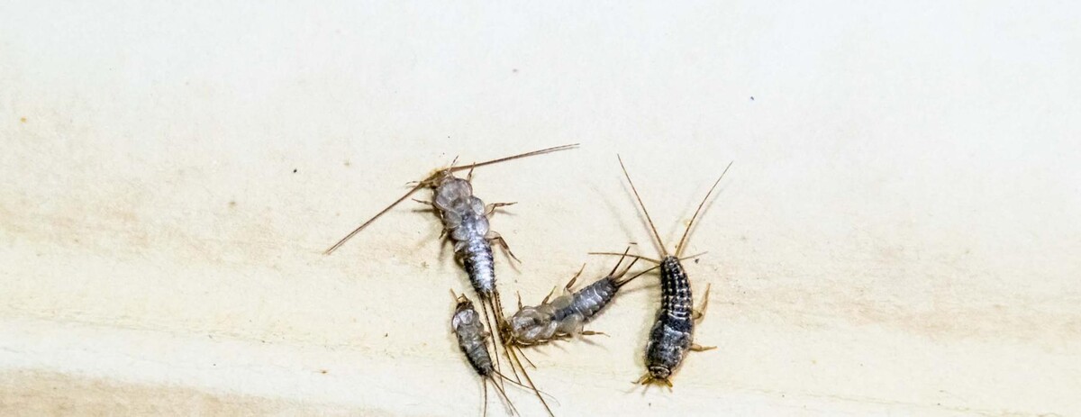 Images Western Pest Services