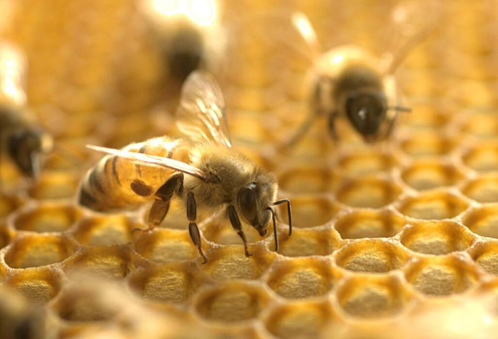 Images Western Pest Services