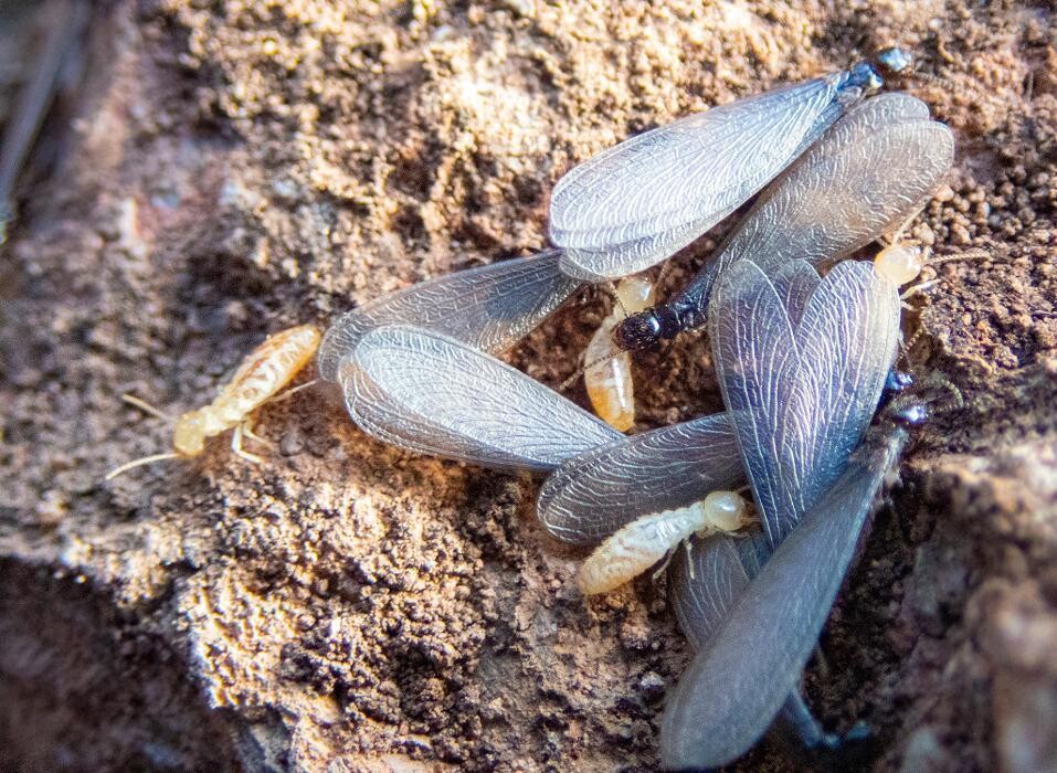 Images Western Pest Services