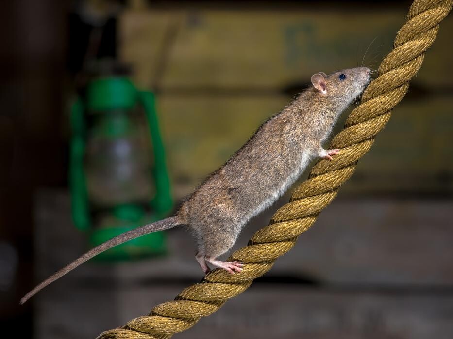 Images Western Pest Services