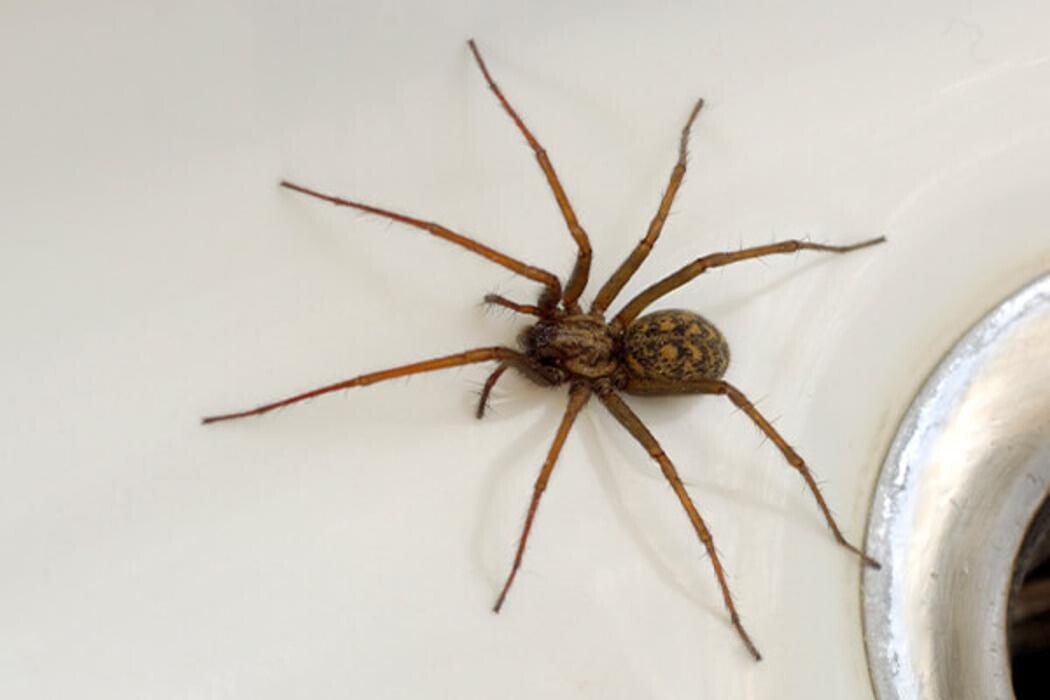 Images Western Pest Services