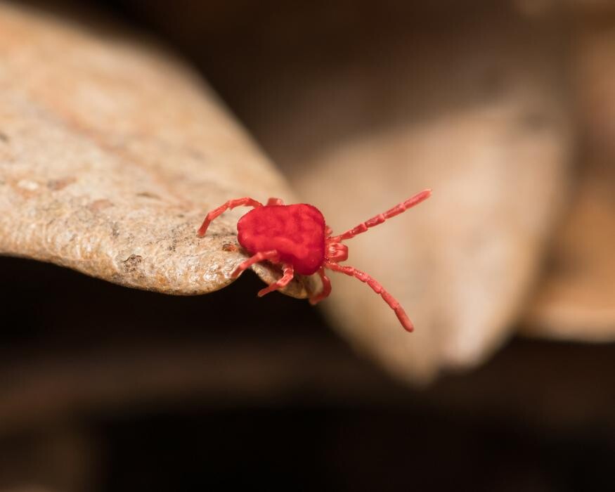 Images Western Pest Services