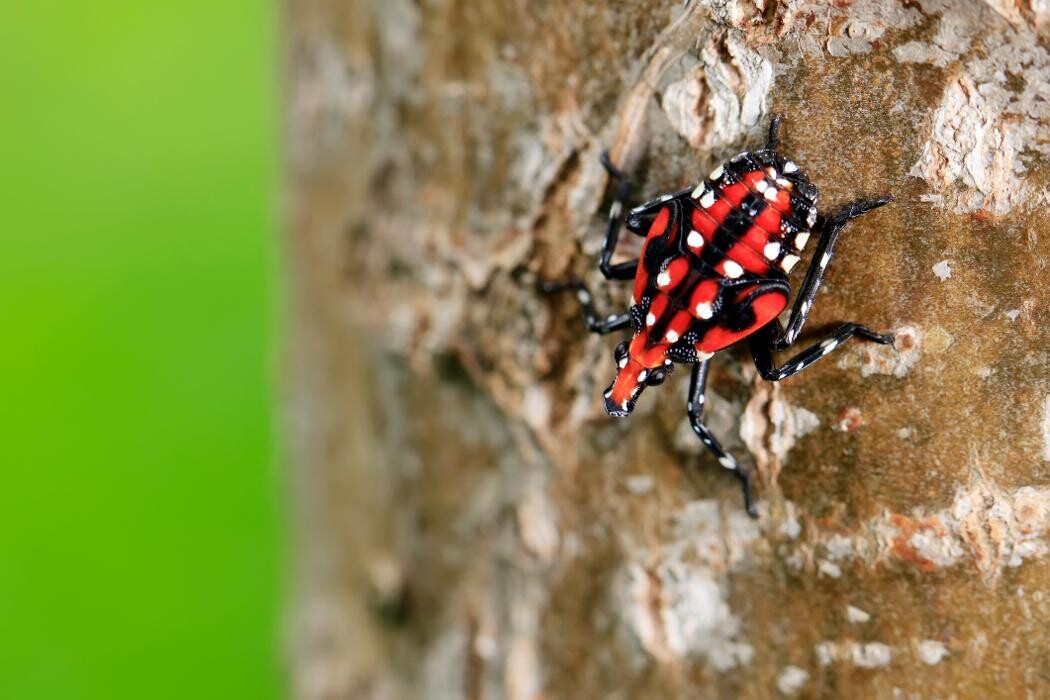 Images Western Pest Services
