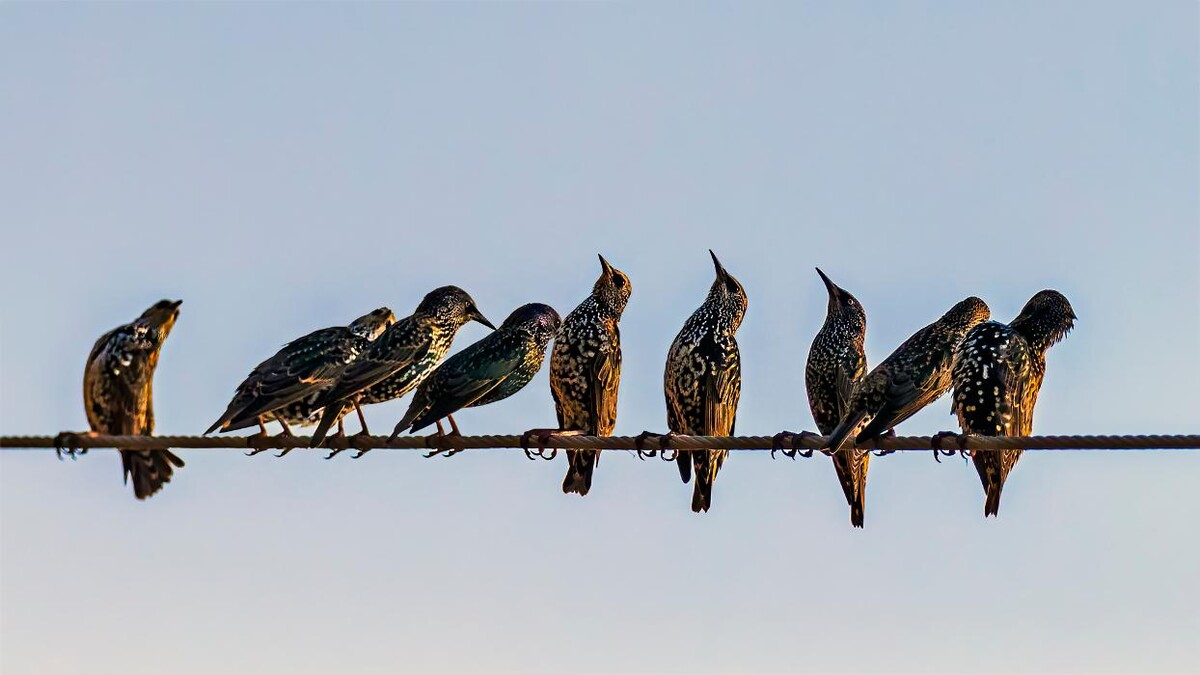 Images Western Pest Services