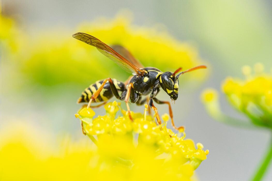 Images Western Pest Services