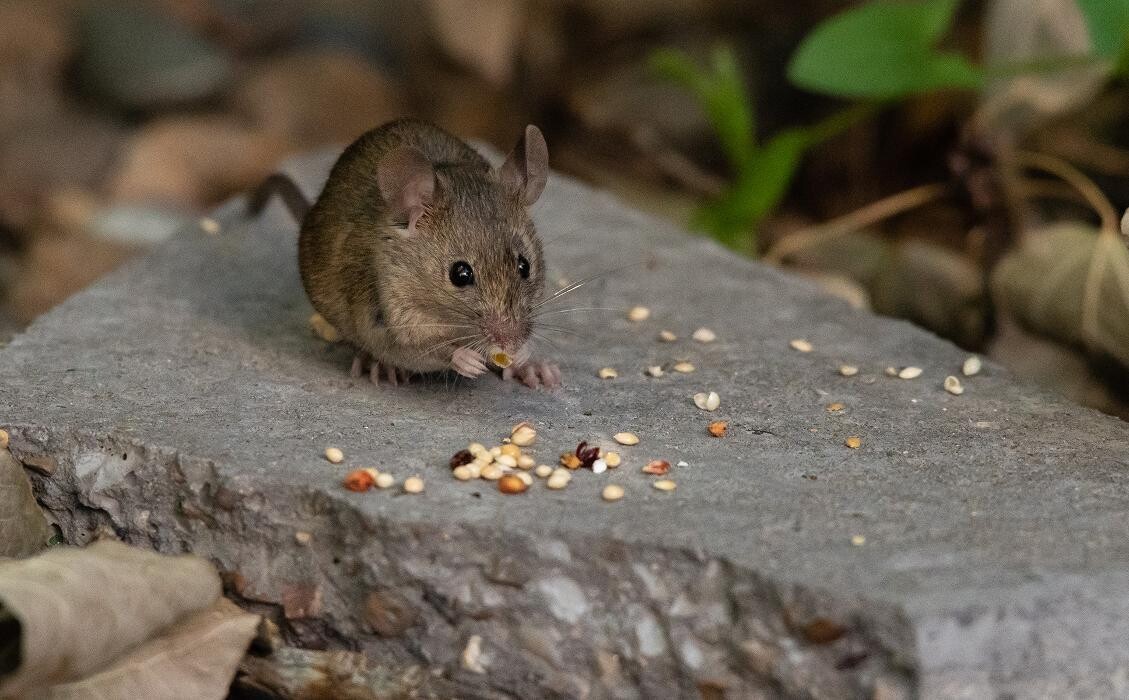 Images Western Pest Services