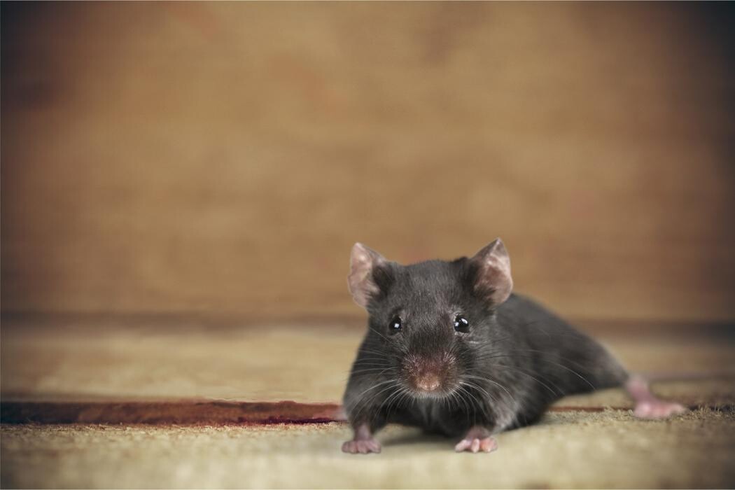 Images Western Pest Services