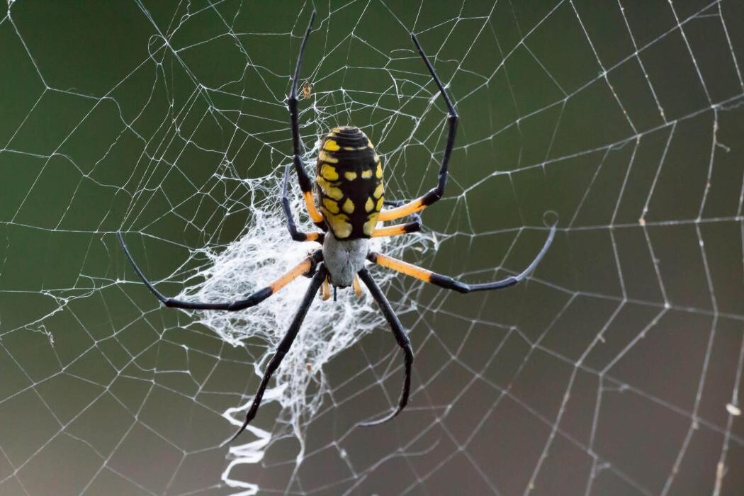Images Western Pest Services
