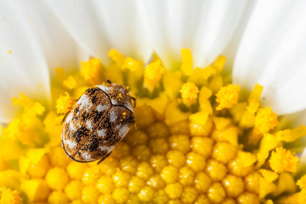 Images Western Pest Services