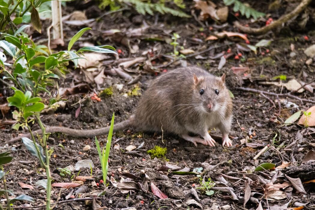Images Western Pest Services