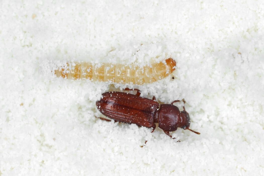Images Western Pest Services