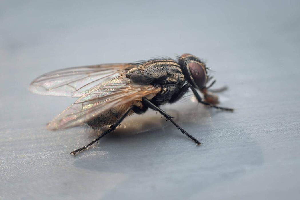 Images Western Pest Services