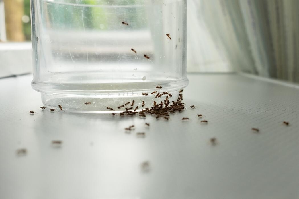 Images Western Pest Services