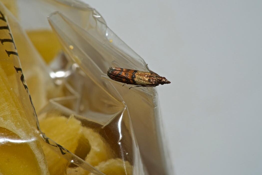 Images Western Pest Services