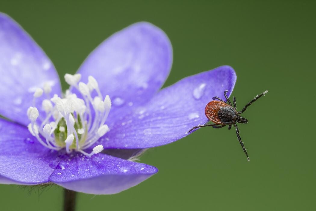 Images Western Pest Services